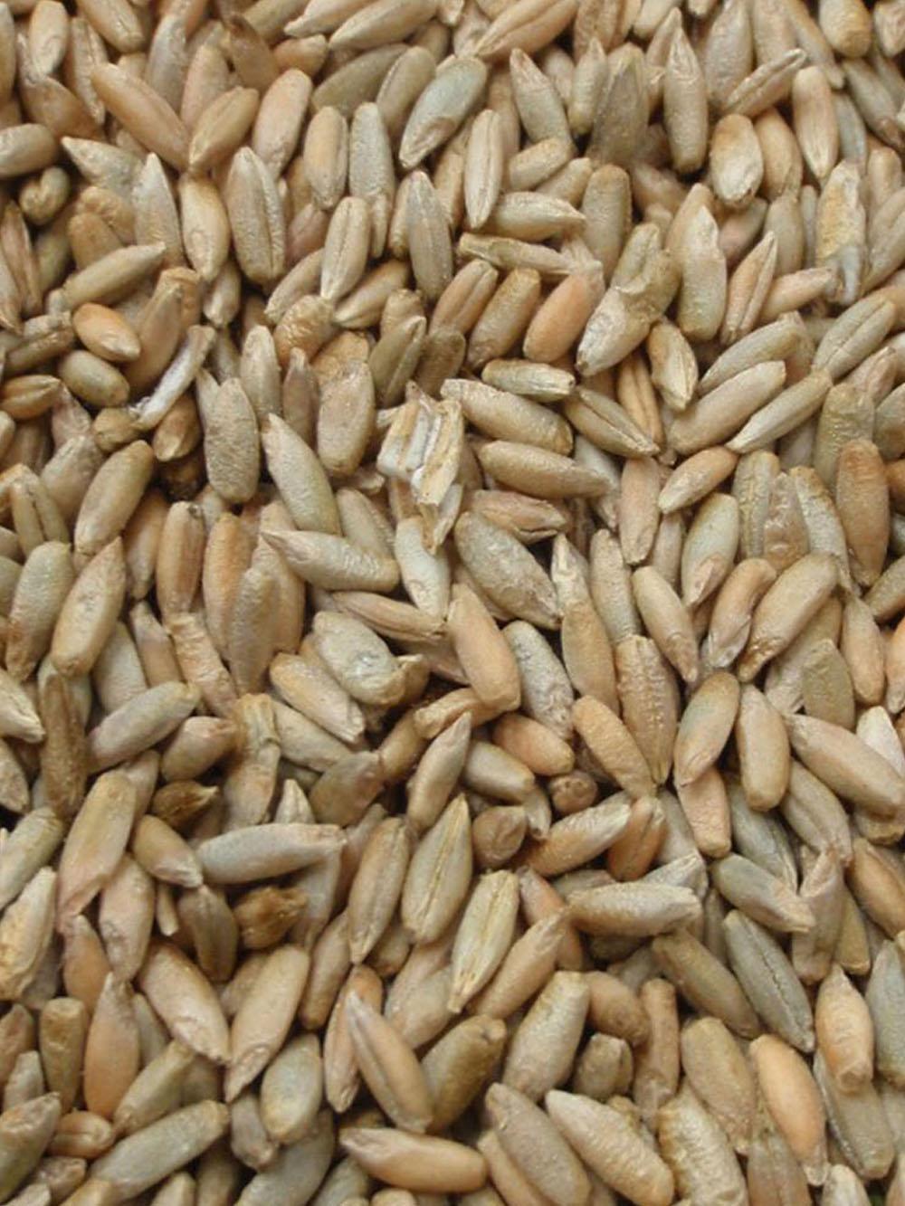 Winter Rye